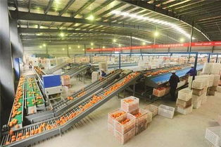 山东农产品深度加工 打通价值链，让农业成为有奔头的产业