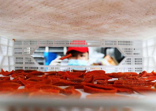 广西融安 红薯飘香脱贫路，加工增值产业兴