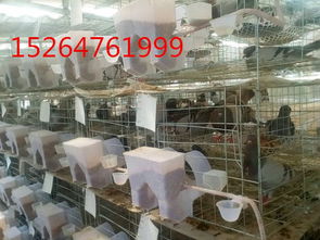 农产品价格 市场脉搏与民生基石