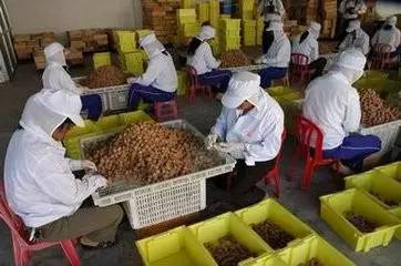 农产品加工业，要这样发展才好