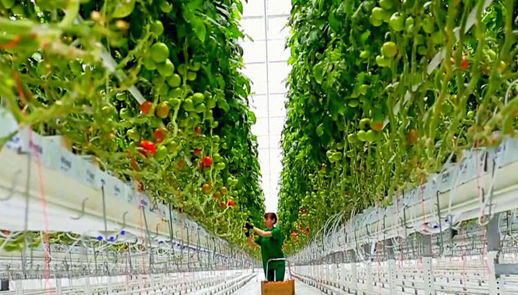 德州:守好"从田头到餐桌"每道防线 创建国家农产品质量安全市